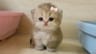Profile picture of shi
